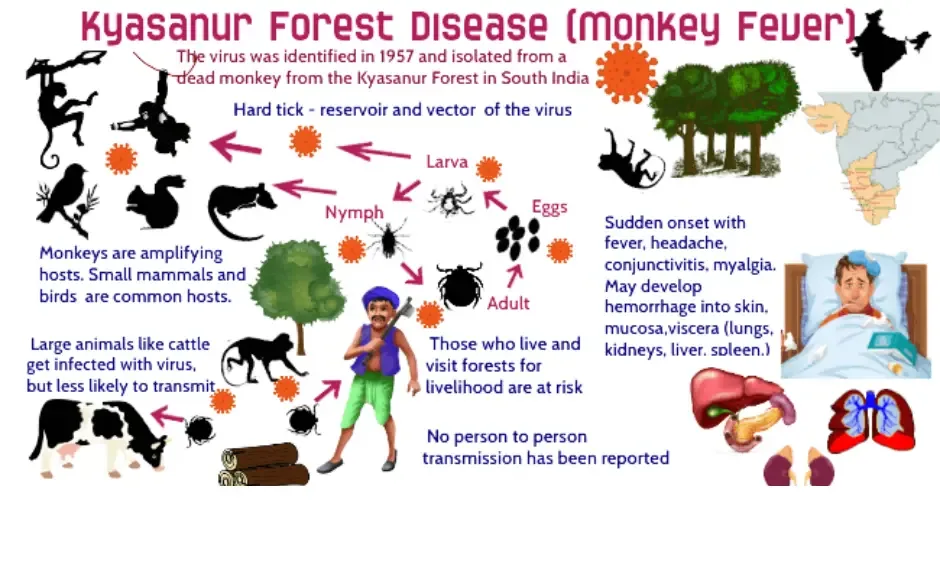 Monkey fever in Karnataka